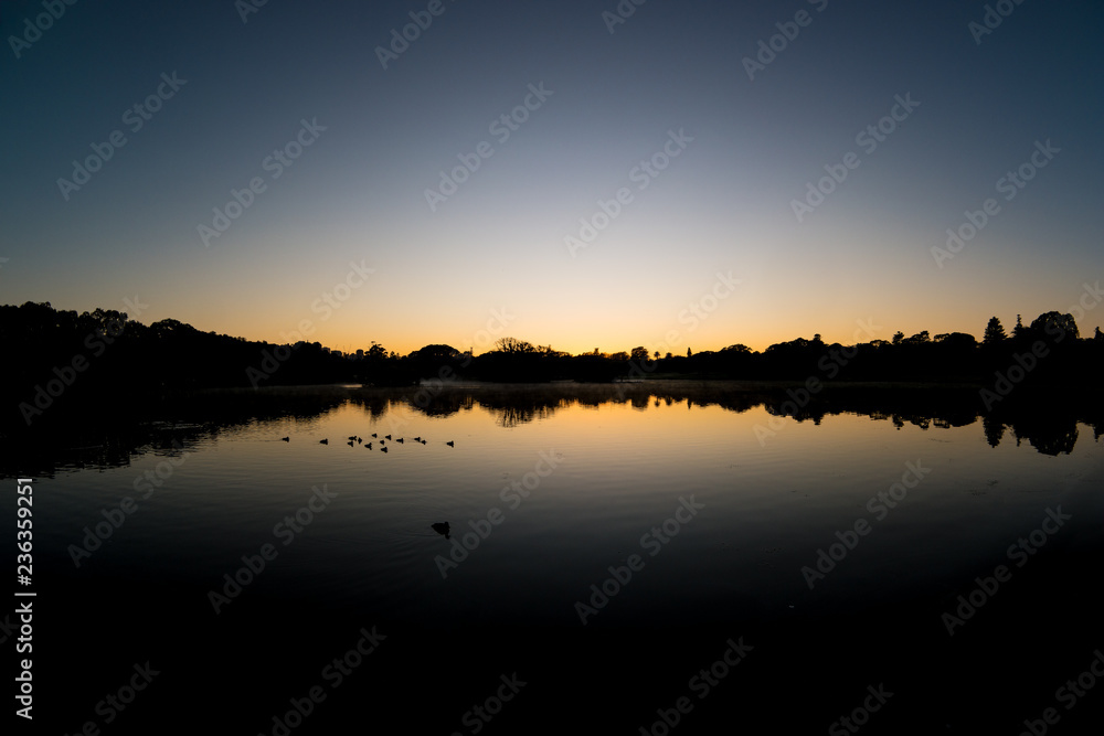 Ducks resting at dawn on the pond at Sydney's centennial Park
