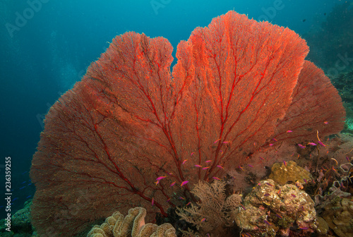 Bright red-orange sea fan on reef