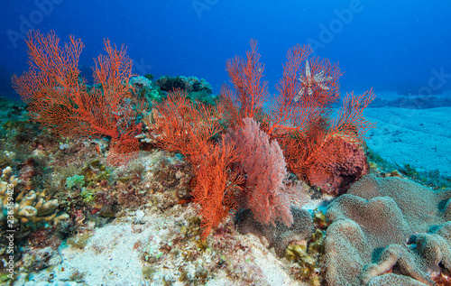 Healthy red-orange corals near sand