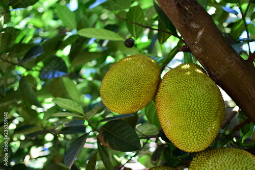 Jackfruit tree with jackfruit fruits on it