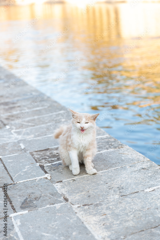 Fototapeta premium Beautiful creamy cat outside. Cat standing near a lake full of fish. 