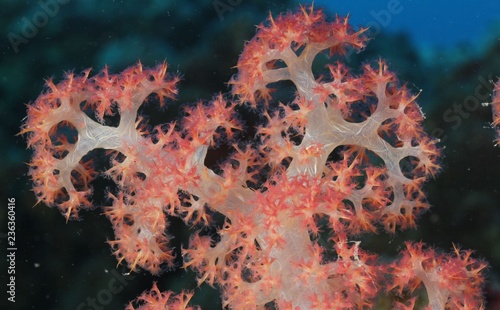 Healthy soft corals