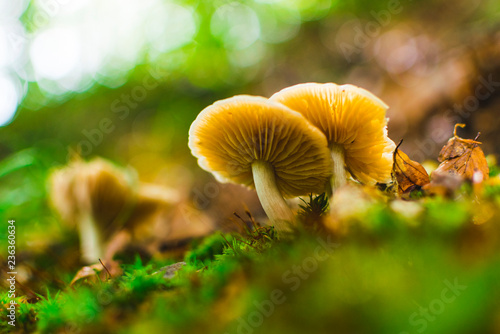 Forest mushroom on forest floor after rain on summer day