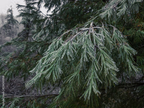 Frozen Evergreen Trees