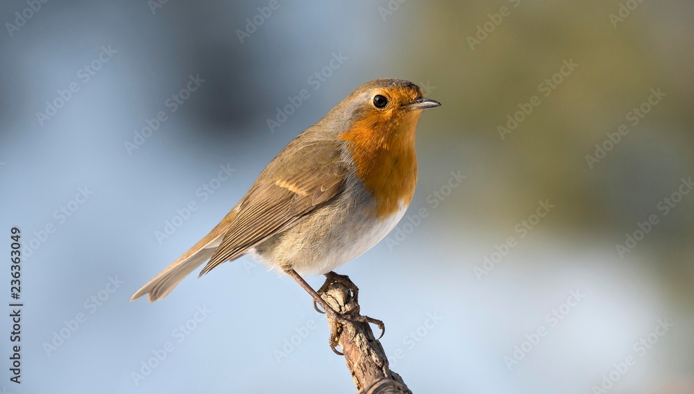 European robin (Erithacus rubecula) sits on a branch, Tyrol, Austria, Europe European robin (Erithacus rubecula) sits on a branch, Tyrol, Austria, Europe
