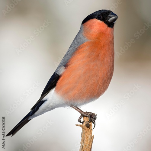 Eurasian bullfinch (Pyrrhula pyrrhula), male, sitting on branch, Tyrol, Austria, Europe photo