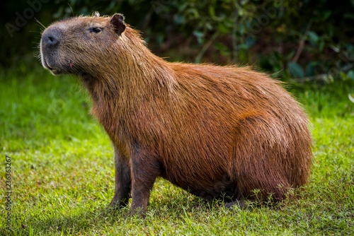 Capybara sitting on grass, Brazil photo