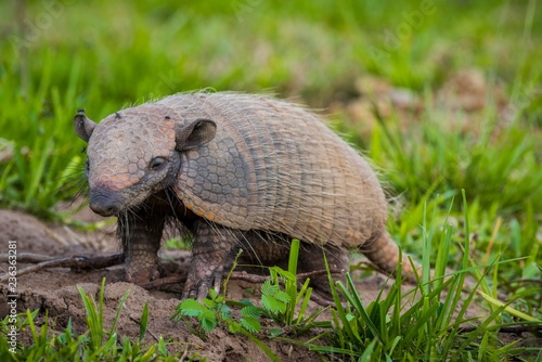 Big hairy armadillo (Chaetophractus villosus), Pantanal, Mato Grosso do Sul, Brazil, South America