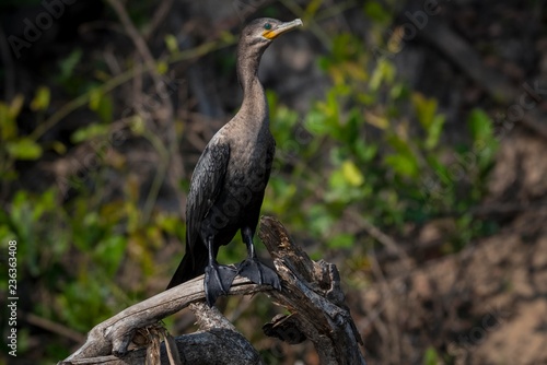 Olivaceous cormorant (Phalacrocorax brasilianus) on deadwood, Pantanal, Mato Grosso do Sul, Brazil, South America photo