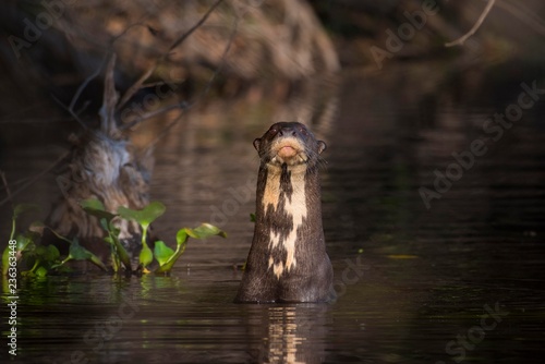 Giant otter (Pteronura brasiliensis) stretches head out of the water, Pantanal, Mato Grosso do Sul, Brazil, South America photo