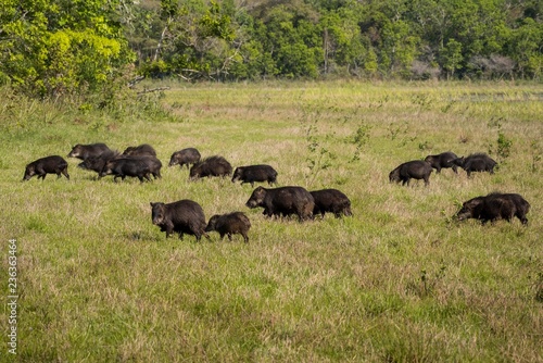 White-lipped peccaries (Tayassu pecari), herd running over meadow, Pantanal, Mato Grosso do Sul, Brazil, South America photo