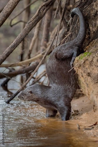 Neotropical otter (Lontra longicaudis) marking on embankment, Pantanal, Mato Grosso do Sul, Brazil, South America photo