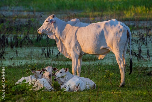 Nelore (Bos taurus indicus) on the pasture, young bull with calves, Pantanal, Mato Grosso do Sul, Brazil, South America photo