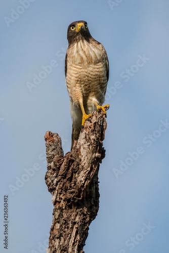 Roadside hawk (Rupornis magnirostris) sits on deadwood, adult on hold, Pantanal, Mato Grosso, Brazil, South America photo