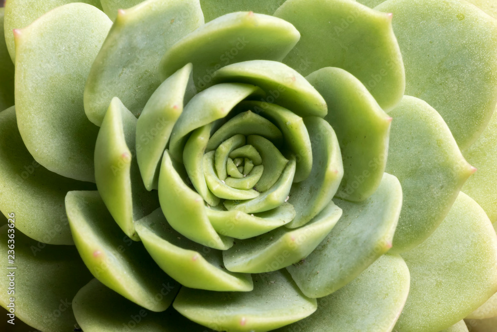 Succulent plant Succulent plant