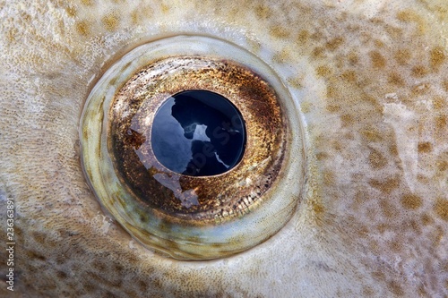 Eye of a freshly caught Atlantic cod (Gadus morhua), close-up, fishing port of Husavik, Northern Iceland, Iceland, Europe photo