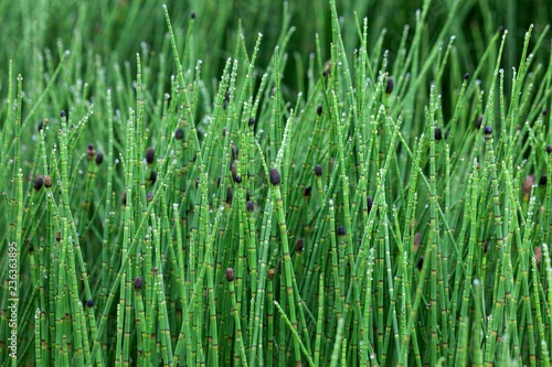 Coloured horsetail (Equisetum Variegatum) with drops of water, Iceland, Europe photo