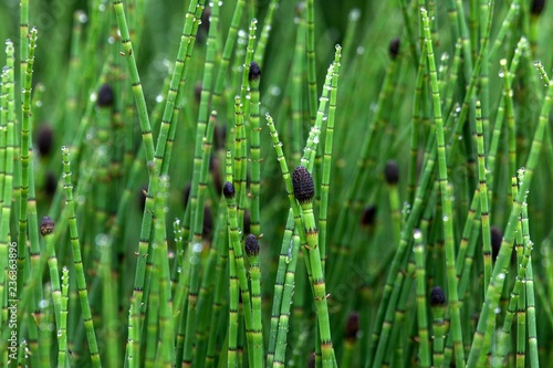 Coloured horsetail (Equisetum Variegatum) with drops of water, Iceland, Europe