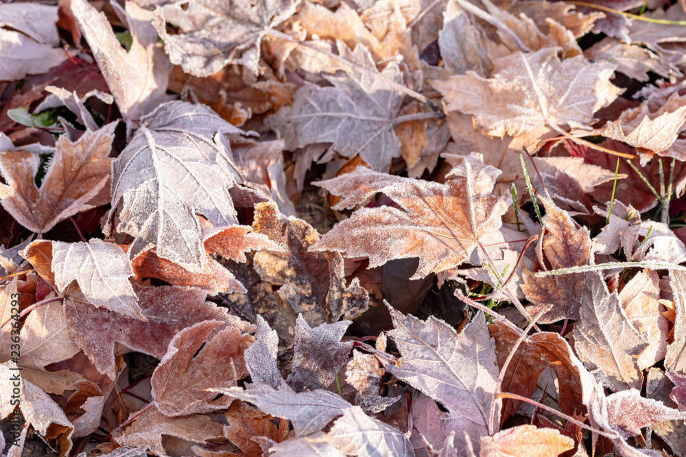 pile of frosty autumn leaves