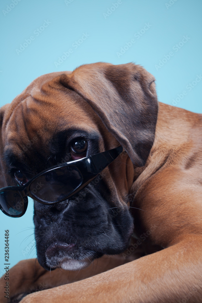 Boxer dog lying down wearing sunglasses.