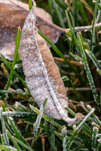 frost on a leaf