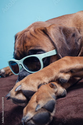 Fototapeta Naklejka Na Ścianę i Meble -  Boxer dog lying down wearing sunglasses.