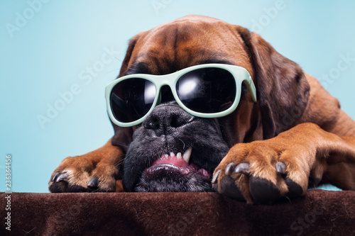 Close up on dog's head with sunglasses showing anger.