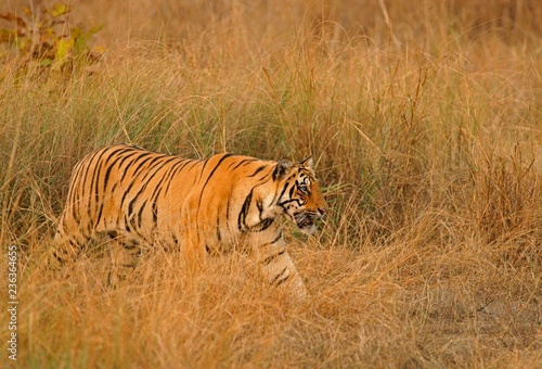 Bengal tiger (Panthera tigris tigris), sneaking attentively through the grass, Tadoba Tiger Reserve, Maharashtra, India, Asia photo