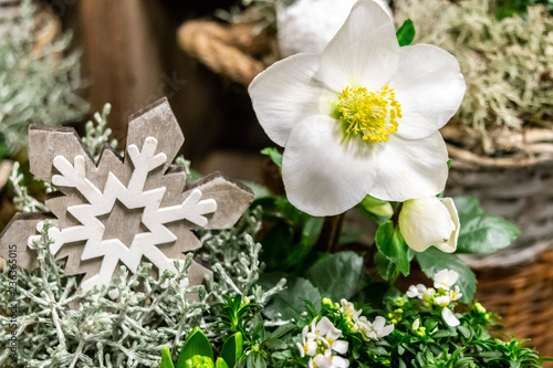 Schilderij op canvas Floral winter arrangement with white flowers of Helleborus and a snowflake