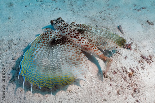 Oriental flying gurnard (Dactyloptena orientalis) with extended fins at the sandy bottom, Indian Ocean, Maldives, Asia photo