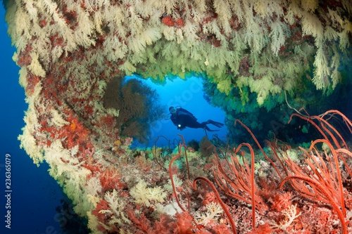 Diver looks at coral reef, breakthrough densely overgrown with Soft corals (Alcyonacea), Indian Ocean, Maldives, Asia