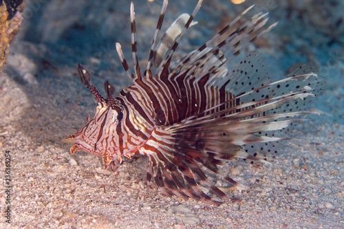 Lion fish, Abu Ramada, Red Sea, Egypt photo