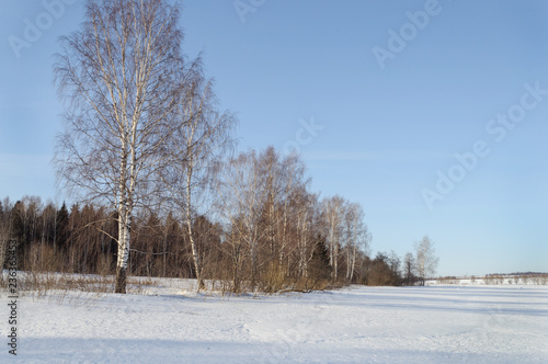 Winter landscape with bare birches