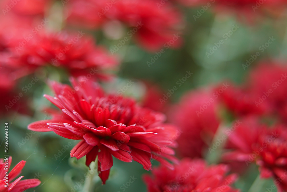 Flowering red chrysanthemum. Flowering red chrysanthemum.