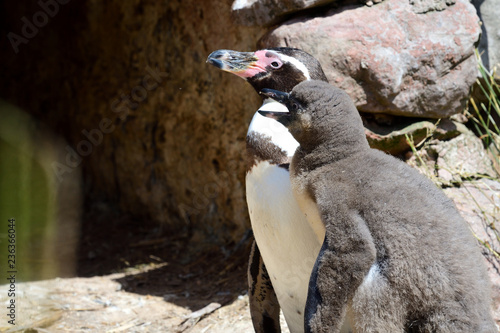 Humboldt penguins (speniscus humboldti) photo