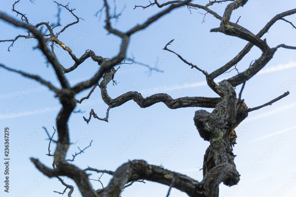 Bare dry tree branches with blue sky background. Bare dry tree branches with blue sky background.