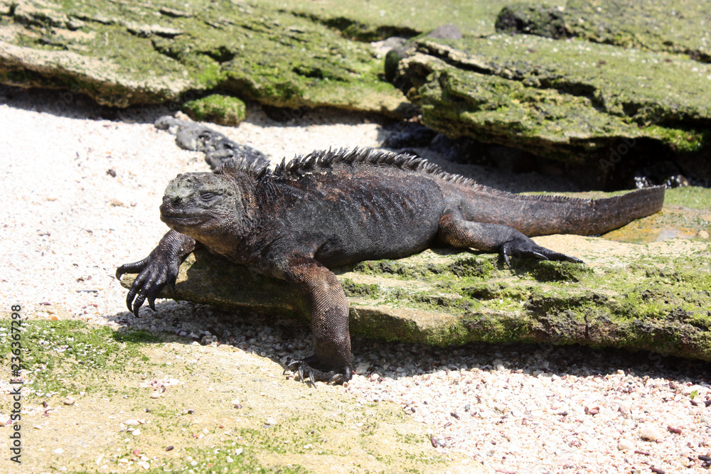 Fototapeta premium Iguana Marine alle isole Galapagos, Ecuador