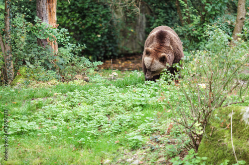 Braunbär
