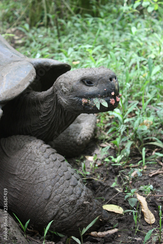 Galapagos, tartaruga gigante, Ecuador
