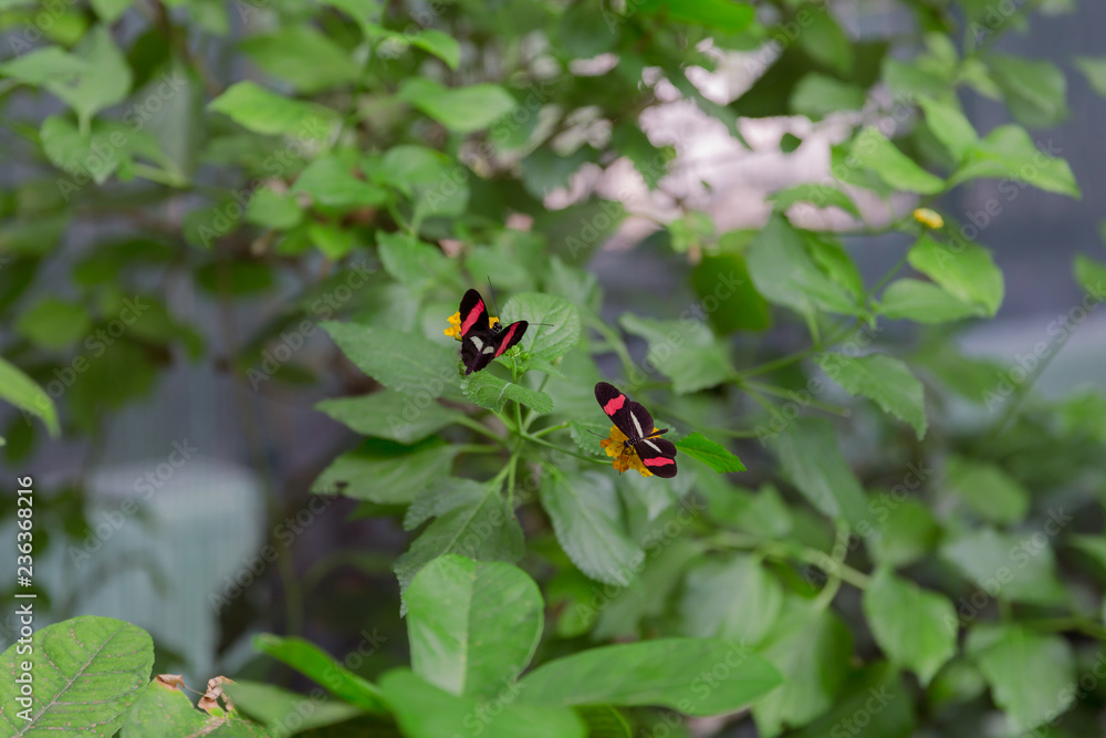 Two butterflies on beautiful flowers in a butterfly garden in Zoo Budapest Two butterflies on beautiful flowers in a butterfly garden in Zoo Budapest