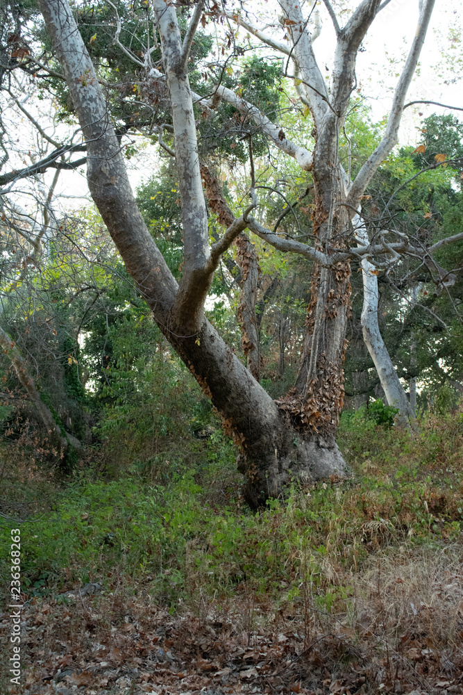 Fototapeta premium tree in the forest