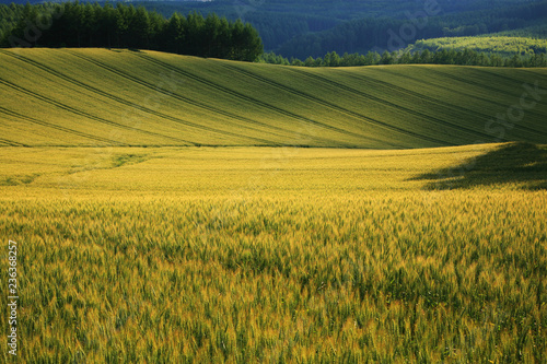 小麦の丘