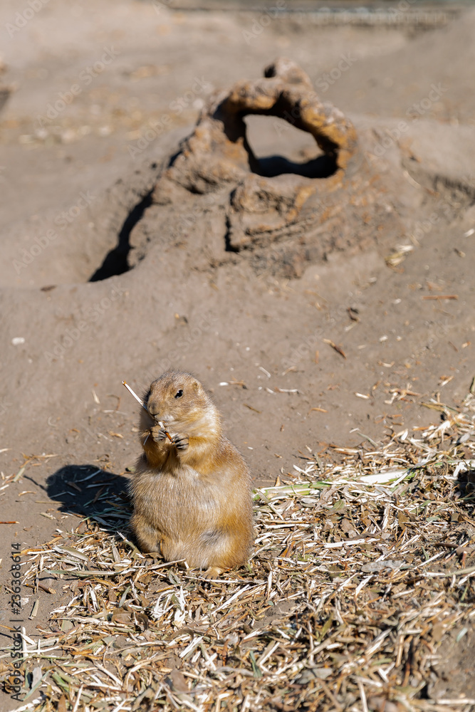 Obraz premium Black tailed prairie dog standing and eating at Budapest Zoo (Cynomys Ludovicianus)