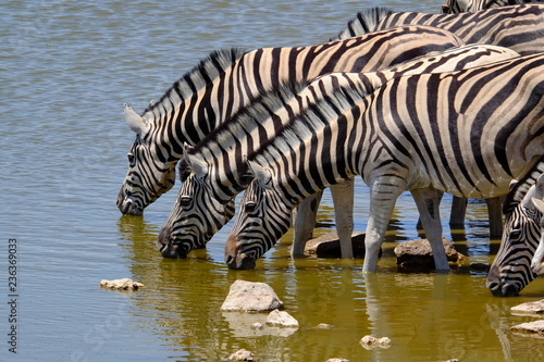 Zebra at a waterhole  Etosha National Park  Namibia