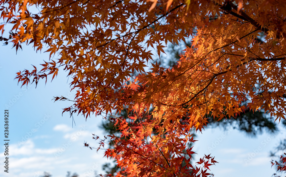 日本の紅葉