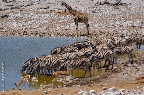 Giraffe  zebras and antelope drinking at waterhole  Etosha  Namibia