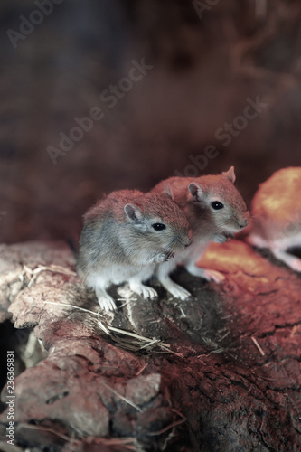 Two harvest mice together at Budapest Zoo under heat lamp