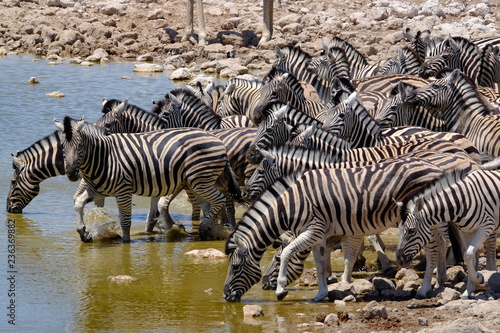 Zebra at a waterhole  Etosha National Park  Namibia