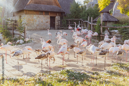 Flamingos standing at Zoo Budapest, Hungary with a farmhouse background 