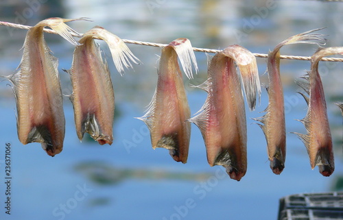 Fish drying in Gampo, South Korea photo